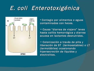 E. coli  Enterotoxigénica Contagio por alimentos o aguas contaminadas con heces. Causa “diarrea de viajero” leves hasta colítis hemorrágica y diarrea acuosa en lactantes desnutridos. Colonización a través de pilis y liberación de ST  (termoestables) o LT (termolábiles) ocasionando hipersecreción de líquidos y electrolitos. 