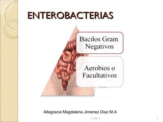 ENTEROBACTERIAS 11/20/11 Altagracia Magdalena Jimenez Diaz M.A 