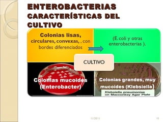 ENTEROBACTERIAS CARACTERÍSTICAS DEL CULTIVO 11/20/11 