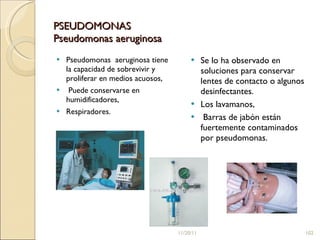 PSEUDOMONAS  Pseudomonas aeruginosa  Pseudomonas  aeruginosa tiene la capacidad de sobrevivir y proliferar en medios acuosos, Puede conservarse en humidificadores, Respiradores.  Se lo ha observado en soluciones para conservar lentes de contacto o algunos desinfectantes.  Los lavamanos,  Barras de jabón están fuertemente contaminados por pseudomonas.  11/20/11 