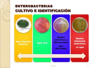 ENTEROBACTERIAS CULTIVO E IDENTIFICACIÓN 11/20/11 