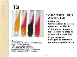 TSI Agar Hierro Triple Azúcar (TSI) Los bacilos fermentadores de lactosa consiguen cambiar de Color ambas cámaras el lado  inclinado y el fondo ácido a color (amarillo). El gas sulfuro de hidrogeno es detectado por un precipitado  negro. Resultados: Ácida/Ácida :  Bacterias fermentadoras de lactosa:  E. coli, Klebsiella,  Citrobacter, Enterobacter Alcalina/Ácida:  Bacterias no fermentadoras de lactosa.  Salmonella (H2S+), Shigella (H2S -), Yersinia.  11/20/11 