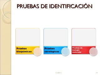 PRUEBAS DE IDENTIFICACIÓN 11/20/11 