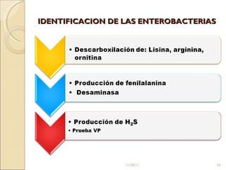 IDENTIFICACION DE LAS ENTEROBACTERIAS  11/20/11 