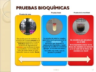 PRUEBAS BIOQUÍMICAS  Prueba Indol Prueba de urea Prueba de la movilidad 11/20/11 