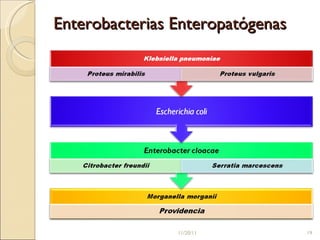 Enterobacterias Enteropatógenas 11/20/11 