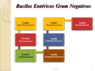 Bacilos Entéricos Gram Negativos 11/20/11 