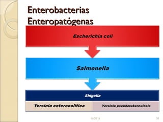 Enterobacterias Enteropatógenas 11/20/11 