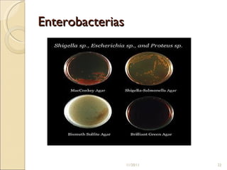 Enterobacterias 11/20/11 