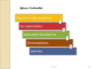 Género  Escherichia 11/20/11 