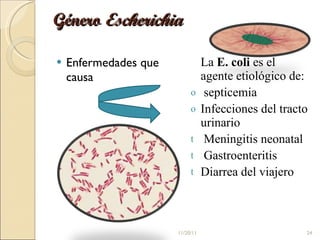 Género  Escherichia Enfermedades que causa  La  E. coli  es el  agente etiológico de: septicemia  Infecciones del tracto urinario Meningitis neonatal  Gastroenteritis Diarrea del viajero 11/20/11 