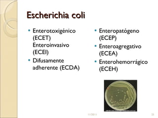Escherichia coli  Enterotoxigénico (ECET)  Enteroinvasivo (ECEI)  Difusamente adherente (ECDA) Enteropatógeno (ECEP)  Enteroagregativo (ECEA)  Enterohemorrágico (ECEH)  11/20/11 