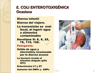 E. COLI ENTEROTOXIGÉNICA Ocasiona  Diarrea infantil  Diarrea del viajero. La transmisión es  oral-fecal, al ingerir agua o alimentos contaminados Serotipos O: 6 ,  8, 25, 78, 115, 128. Patogenia: Salida de agua y electrolitos ocasionado por la diarrea acuosa La bacteria invade el  intestino delgado (pilis AFC) Enterotoxina LT y ST Aumento del GMPc y  AMPc  11/20/11 