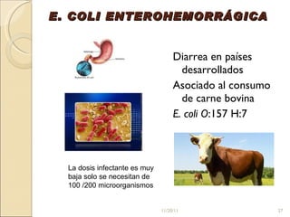 E. COLI ENTEROHEMORRÁGICA Diarrea en países desarrollados Asociado al consumo de carne bovina E. coli O :157 H:7 La dosis infectante es muy baja solo se necesitan de 100 /200 microorganismos  11/20/11 