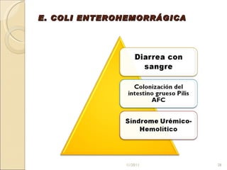 E. COLI ENTEROHEMORRÁGICA 11/20/11 