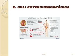 E. COLI ENTEROHEMORRÁGICA 11/20/11 