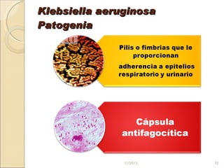 Klebsiella aeruginosa Patogenia 11/20/11 