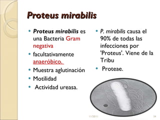 Proteus mirabilis Proteus mirabilis  es una Bacteria  Gram negativa  facultativamente  anaeróbico.  Muestra aglutinación Motilidad Actividad ureasa.  P. mirabilis  causa el 90% de todas las infecciones por 'Proteus'. Viene de la Tribu Proteae. 11/20/11 