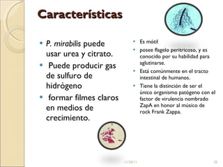 Características P. mirabilis  puede usar urea y citrato. Puede producir gas de sulfuro de hidrógeno formar filmes claros en medios de crecimiento.  Es mótil posee flagelo peritricoso, y es conocido por su habilidad para aglutinarse.  Está comúnmente en el tracto intestinal de humanos.  Tiene la distinción de ser el único organismo patógeno con el factor de virulencia nombrado ZapA en honor al músico de rock Frank Zappa. 11/20/11 