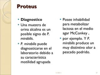 Proteus Diagnostico Una muestra de orina alcalina es un posible signo de  P. mirabilis . P. mirabilis  puede diagnosticarse en el laboratorio debido a su característica motilidad agrupada Posee inhabilidad para metabolizar lactosa en el medio agar McConkey , por ejemplo. Y  P. mirabilis  produce un muy distintivo olor a pescado podrido. 11/20/11 