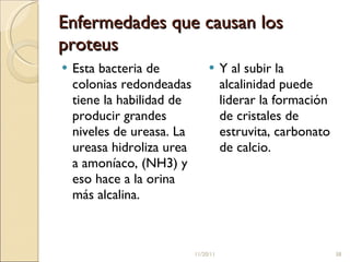 Enfermedades que causan los proteus Esta bacteria de colonias redondeadas tiene la habilidad de producir grandes niveles de ureasa. La ureasa hidroliza urea a amoníaco, (NH3) y eso hace a la orina más alcalina.  Y al subir la alcalinidad puede liderar la formación de cristales de estruvita, carbonato de calcio. 11/20/11 