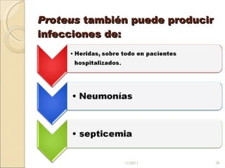 Proteus  también puede producir infecciones de:  11/20/11 