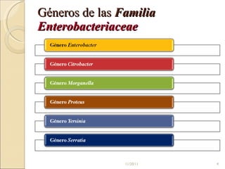 Géneros de las  Familia  Enterobacteriaceae 11/20/11 