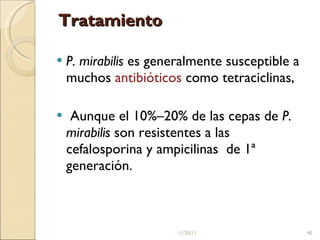 Tratamiento P. mirabilis  es generalmente susceptible a muchos  antibióticos  como tetraciclinas, Aunque el 10%–20% de las cepas de  P. mirabilis  son resistentes a las cefalosporina y ampicilinas  de 1ª generación. 11/20/11 