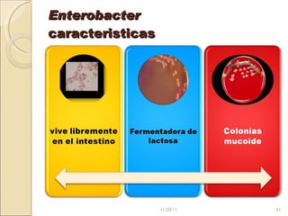 Enterobacter caracteristicas 11/20/11 
