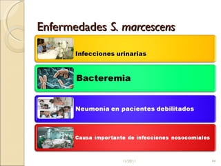 Enfermedades  S. marcescens   11/20/11 