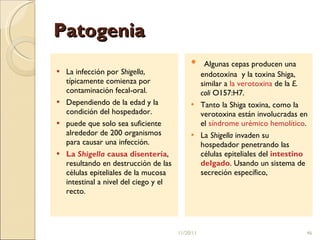 Patogenia La infección por  Shigella , típicamente comienza por contaminación fecal-oral.  Dependiendo de la edad y la condición del hospedador. puede que solo sea suficiente alrededor de 200 organismos para causar una infección.  La  Shigella  causa disentería , resultando en destrucción de las células epiteliales de la mucosa intestinal a nivel del ciego y el recto. Algunas cepas producen una endotoxina  y la toxina Shiga, similar a  la verotoxina  de la  E. coli  O157:H7. Tanto la Shiga toxina, como la verotoxina están involucradas en el  síndrome urémico hemolítico . La  Shigella  invaden su hospedador penetrando las células epiteliales del  intestino delgado . Usando un sistema de secreción específico, 11/20/11 