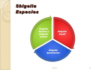 Shigella Especies 11/20/11 