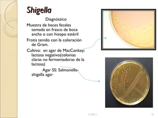 Shigella Diagnóstico Muestra de heces fecales tomada en frasco de boca ancha o con hisopo estéril Frotis tenido con la coloración de Gram. Cultivo:  en agar de MacConkey: lactosa negativo(colonias claras no fermentadoras de la lactosa) Agar SS: Salmonella-shigella agar 11/20/11 