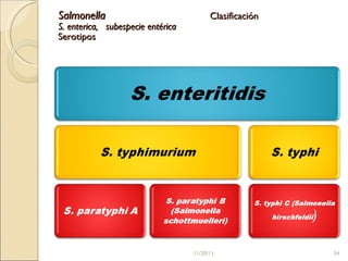 Salmonella  Clasificación S. enterica,  subespecie entérica Serotipos 11/20/11 