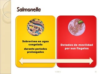 Salmonella 11/20/11 