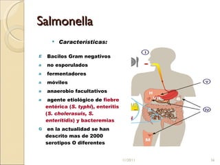 Salmonella Características: Bacilos Gram negativos no esporulados fermentadores móviles anaerobio facultativos agente etiológico de   fiebre entérica ( S. typhi ), enteritis ( S. cholerasuis, S. enteritidis ) y bacteremias en la actualidad se han descrito mas de 2000 serotipos O diferentes 11/20/11 