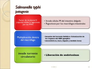Salmonella typhi patogenia 11/20/11 