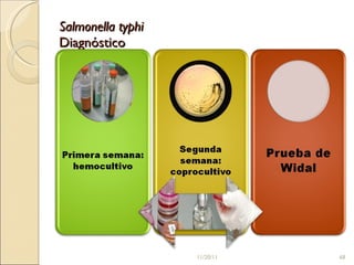 Salmonella typhi Diagnóstico 11/20/11 