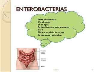ENTEROBACTERIAS Estan distribuidas: En  el suelo En el  agua En los alimentos  contaminados  y son  Flora  normal del intestino  de humanos y animales . 11/20/11 