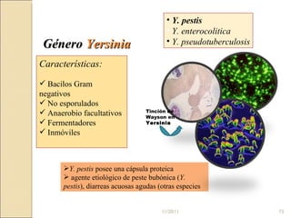 Género  Yersinia Y. pestis Y. enterocolitica Y. pseudotuberculosis Características: Bacilos Gram negativos No esporulados Anaerobio facultativos Fermentadores Inmóviles Y. pestis  posee una cápsula proteica agente etiológico de peste bubónica ( Y. pestis ), diarreas acuosas agudas (otras especies Tinción de Wayson en  Yersinia 11/20/11 
