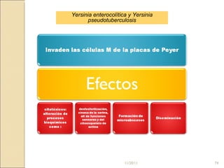 Yersinia enterocolítica y Yersinia pseudotuberculosis 11/20/11 