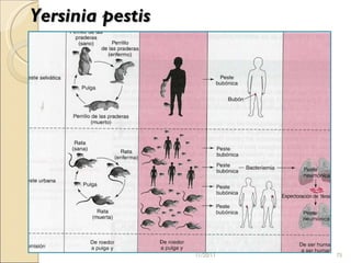Yersinia pestis   11/20/11 