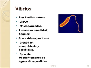 Vibrios Son bacilos curvos GRAM- No esporulados.  Presentan movilidad flagelar.  Son oxidasa positivos crecen en anaerobiosis y aerobiosis. Se aísla frecuentemente de aguas de superficie.  11/20/11 