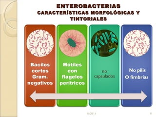 ENTEROBACTERIAS CARACTERÍSTICAS MORFOLÓGICAS Y TINTORIALES   11/20/11 