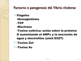Factores e patogenesis del Vibrio cholerae Flagelos -Hemaglutinina -TCP -Mucinasa -Toxina colérica: actúa sobre la proteína G aumentando el AMPc y la secreción de agua y electrolitos (simil ECET)  -Toxina Zot  -Toxina Ac 11/20/11 