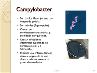 Campylobacter Son bacilos Gram (-), que dan imagen de gaviota.  Son móviles (flagelo polar).  Crecen en condicionesmicroaerófilas y en medios enriquecidos.  Causan infecciones intestinales superando en número a E.coli y a Salmonella.  Produce una enfermedad con diarrea sanguinolenta que afecta a adultos jóvenes en países desarrollados  11/20/11 
