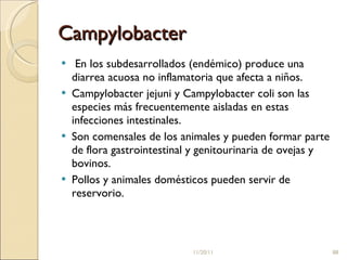Campylobacter En los subdesarrollados (endémico) produce una diarrea acuosa no inflamatoria que afecta a niños.  Campylobacter jejuni y Campylobacter coli son las especies más frecuentemente aisladas en estas infecciones intestinales.  Son comensales de los animales y pueden formar parte de flora gastrointestinal y genitourinaria de ovejas y bovinos.  Pollos y animales domésticos pueden servir de reservorio.  11/20/11 