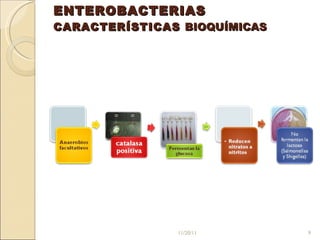 ENTEROBACTERIAS CARACTERÍSTICAS  BIOQUÍMICAS 11/20/11 