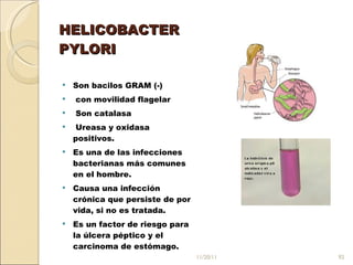 HELICOBACTER  PYLORI  Son bacilos GRAM (-) con movilidad flagelar  Son catalasa Ureasa y oxidasa positivos.  Es una de las infecciones bacterianas más comunes en el hombre.  Causa una infección crónica que persiste de por vida, si no es tratada.  Es un factor de riesgo para la úlcera péptico y el carcinoma de estómago.  11/20/11 