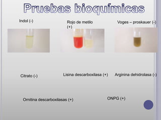 Indol (-)                 Rojo de metilo             Voges – proskauer (-)
                          (+)




Citrato (-)             Lisina descarboxilasa (+)   Arginina dehidrolasa (-)




  Ornitina descarboxilasas (+)                  ONPG (+)
 